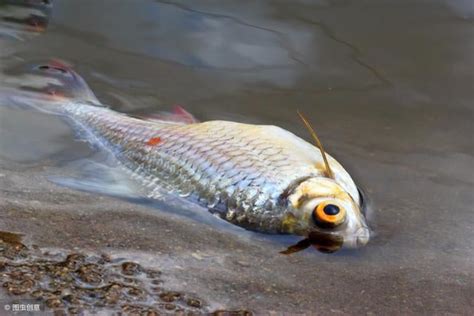 魚 死掉